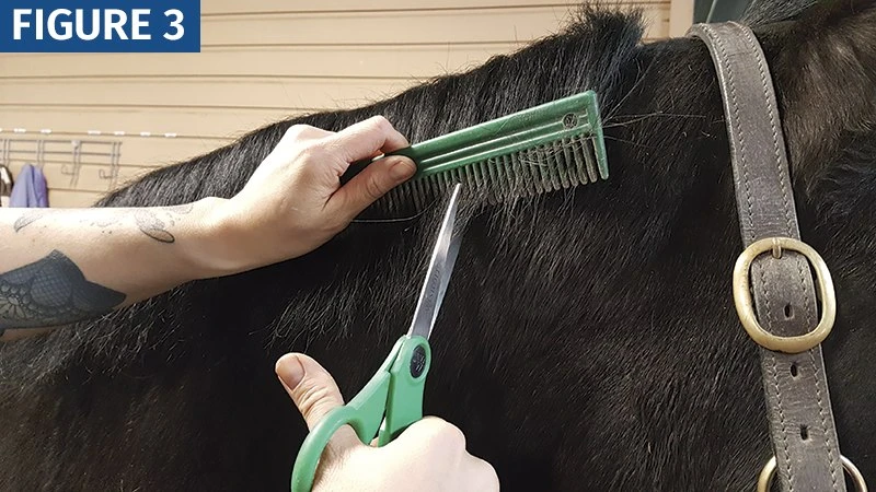 Нужно ли стричь гриву лошади? Разбираемся без мифов! 🐴✂️

Многие думают, что грива — это только про