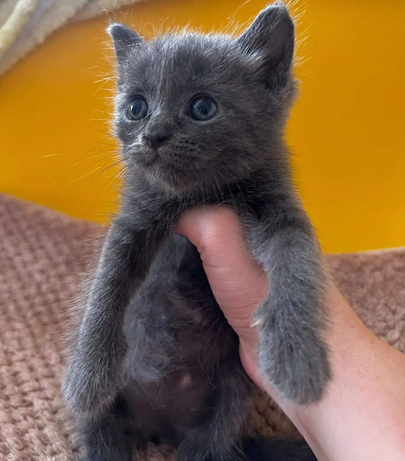 Вот таких милых котят прислали сегодня🥹

Они ищут дом, чисто серенькая девочка, а мальчик полосатый
