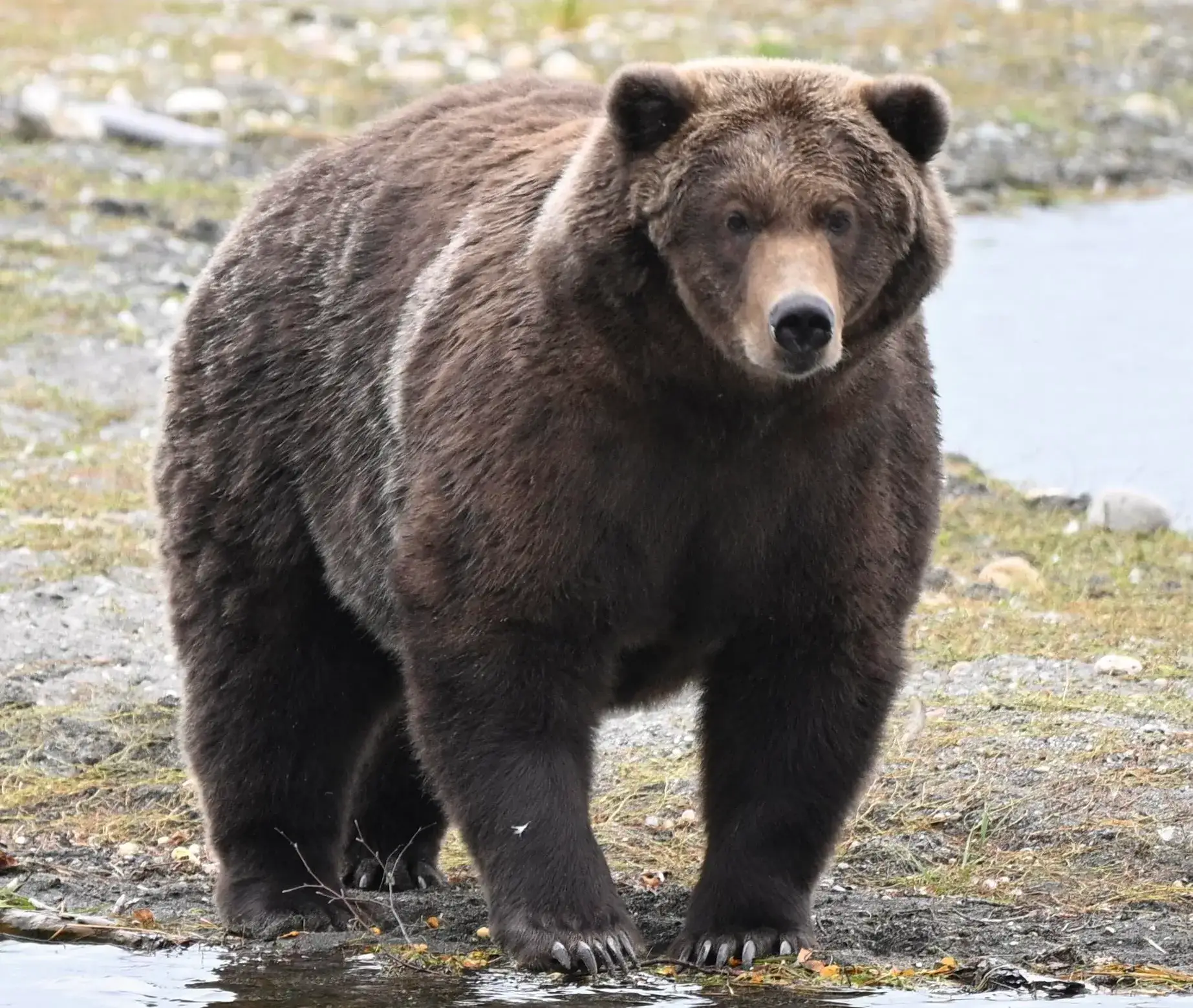 🐻 На Аляске выбрали самого толстого медведя года