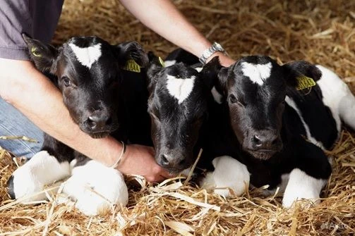 🚨 Что такое парагрипп-3 и как не потерять поголовье? 🐄