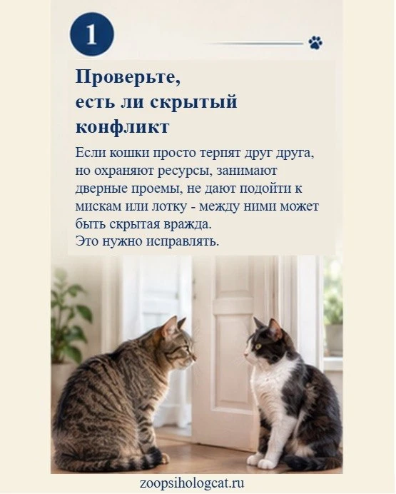 Кошки не дружат, но и не дерутся. Можно ли улучшить ситуацию?