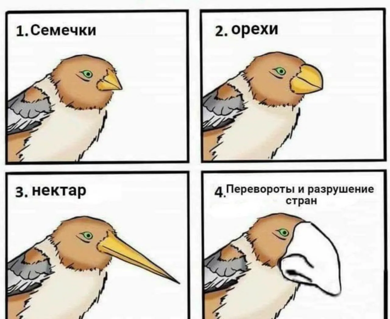 ⚡️Виды клювов и их предназначения