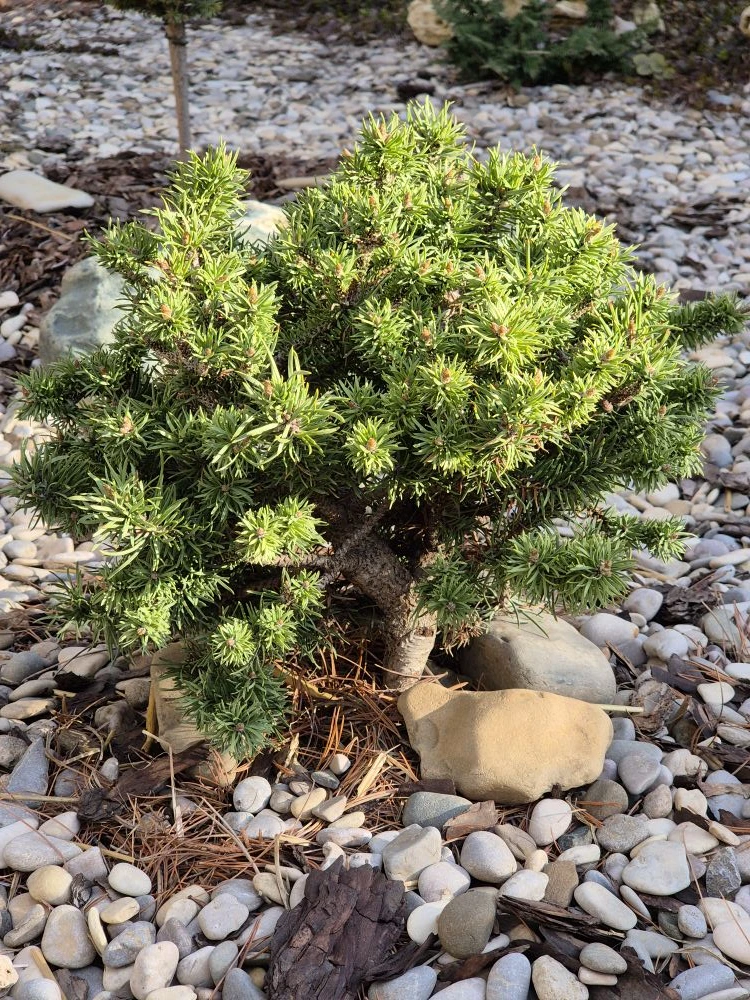 Pinus banksiana 'Zwerg Schneverdingen'
