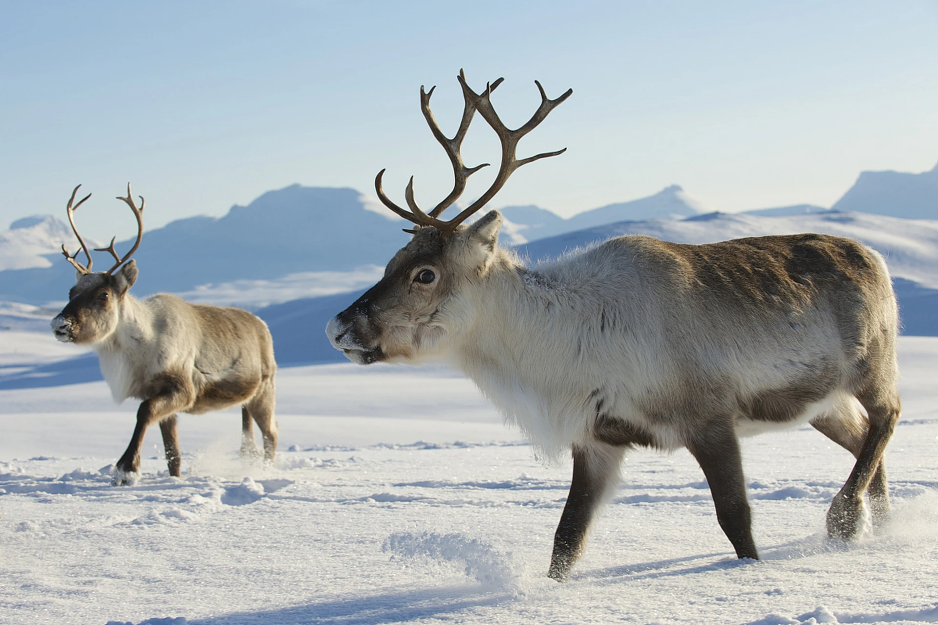 🦌 Россия начнет поставлять в Китай северных оленей