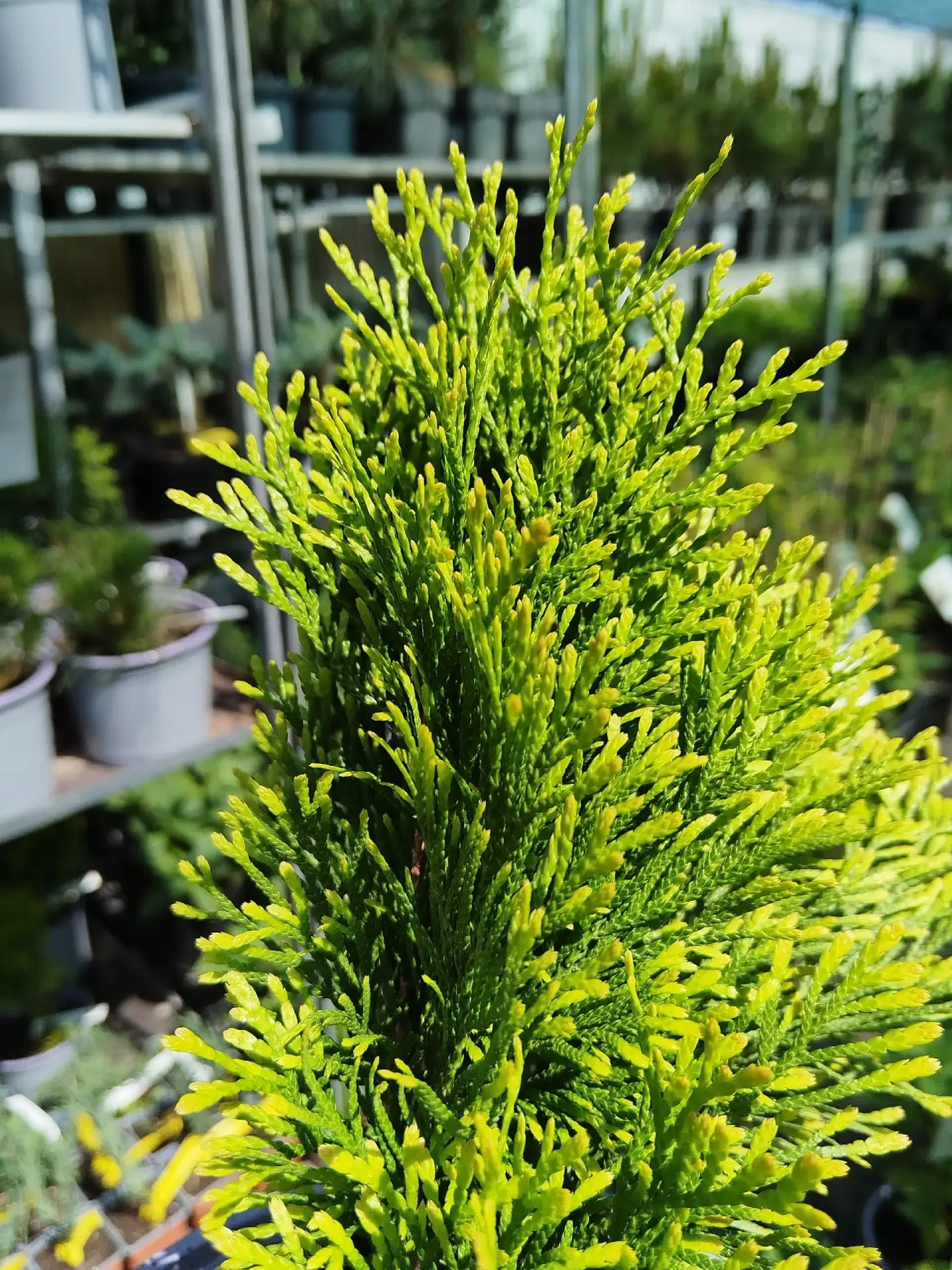 🌲🔥Туи Голден Смарагд в наличии в 3 размерах!🌲🔥1065 - 3600 руб. (от 20 см до 80 см!)