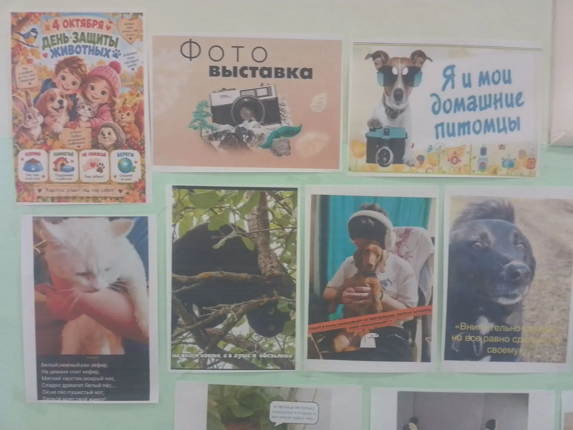 🐈🐕4 октября отмечается Всемирный день защиты животных — праздник, который напоминает ...