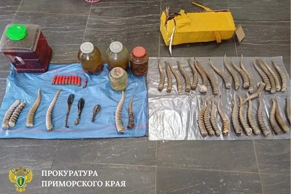 В Дальнереченске арестовали мужчину за хранение 33 рогов краснокнижного сайгака