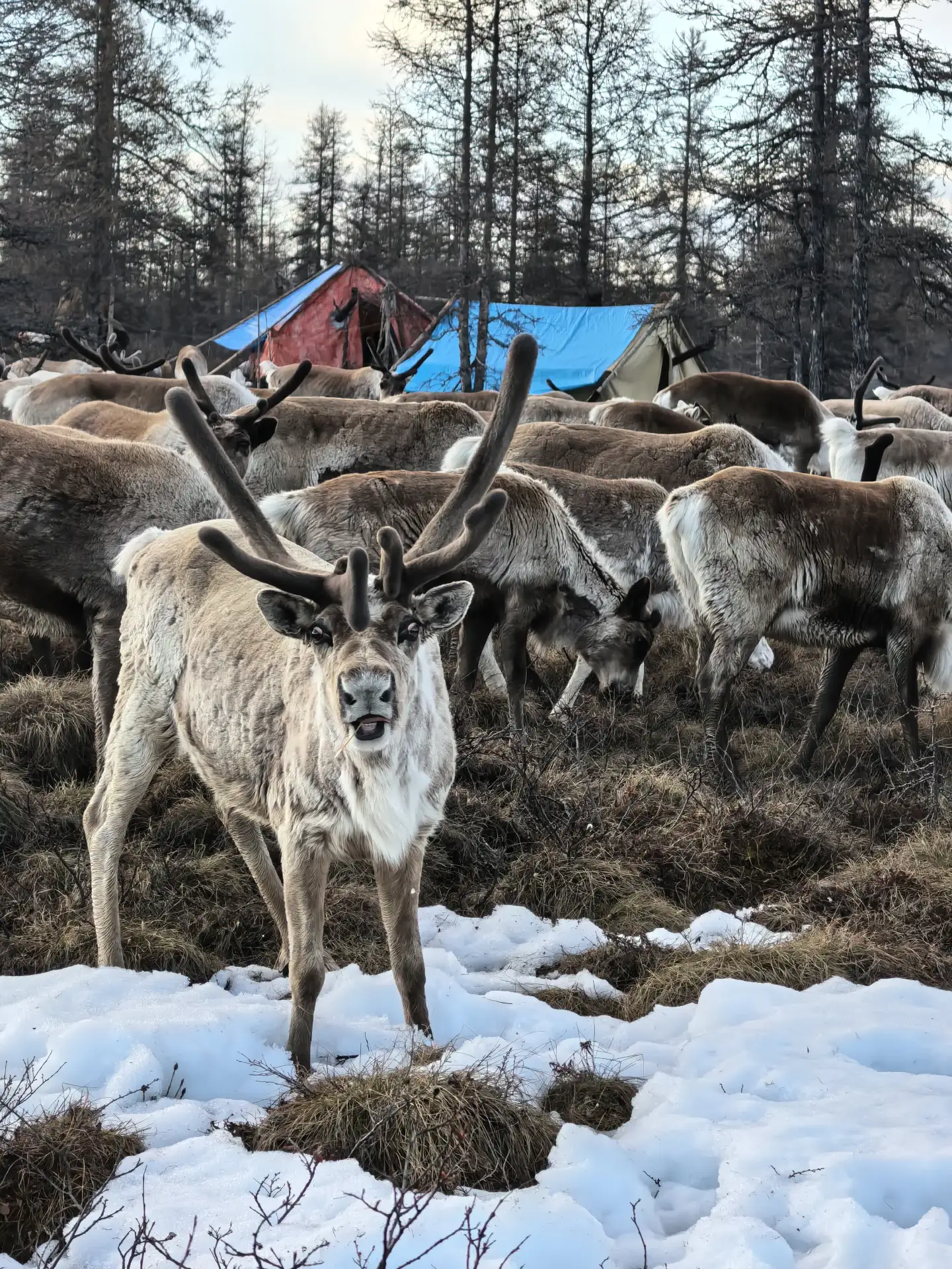 🦌 5 586 причин гордиться нашими оленеводами: в тундре - массовое пополнение!

Друзья, делимся важно