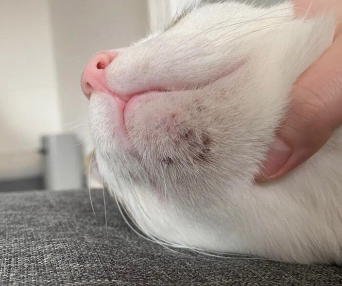 Болезнь кошек, о которой мало кто знает!