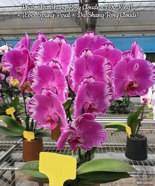 🌺 Азиатские сортовые орхидеи-подростки В НАЛИЧИИ 🌺

🕊 Дорогие наши подписчики! 🕊

🌸 Предлагаем 