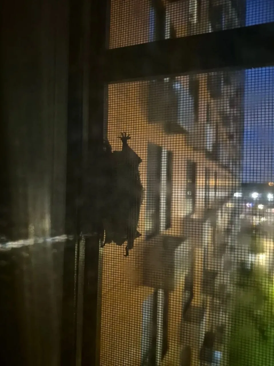 🦇 В Дрожжино летучая мышь едва не влетела в квартиру — спасла москитная сетка