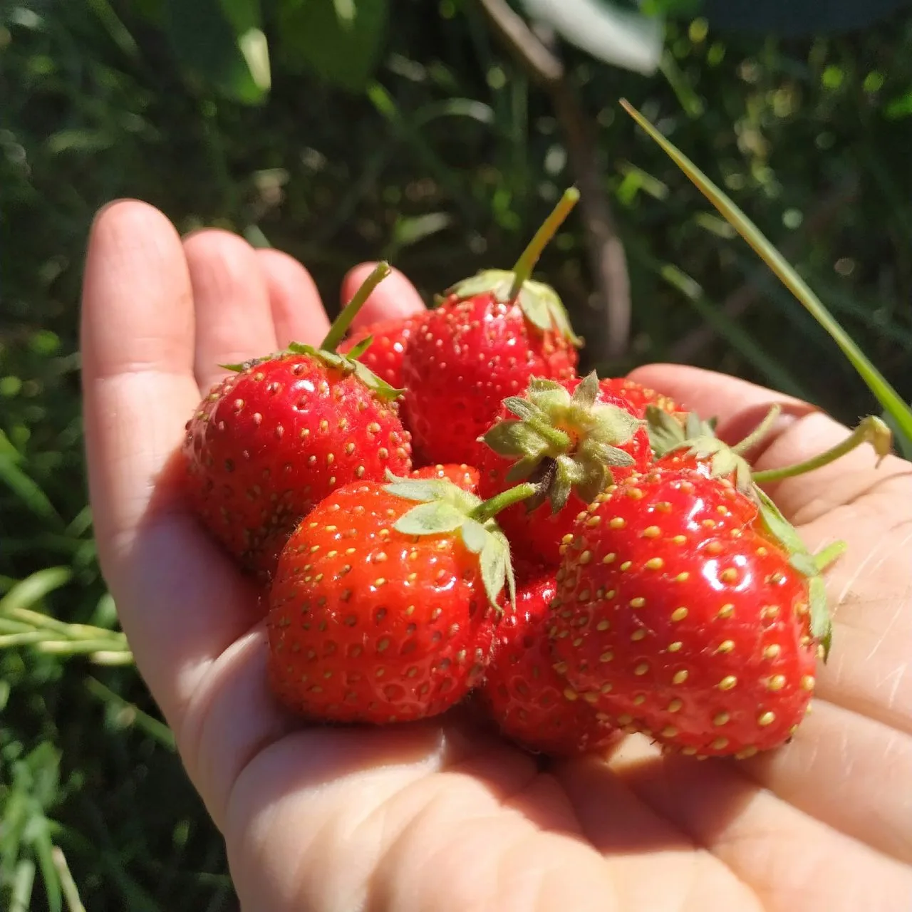 🍓 Три клубничные ошибки. В начале сезона напоминаю самое важное.