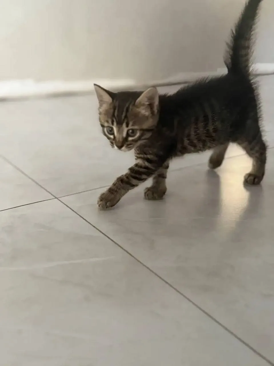 Отдам котёнка в добрые руки, девочка,1 месяц , к лотку приучена😊