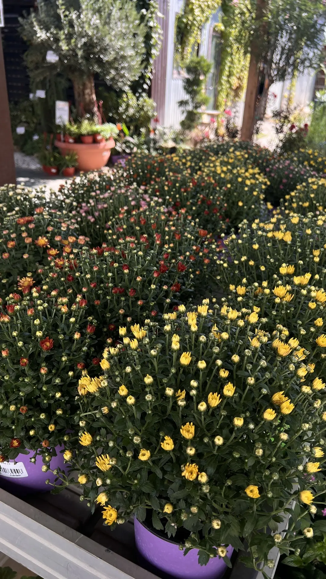 Пять дней до сентября🧡🍁🥰