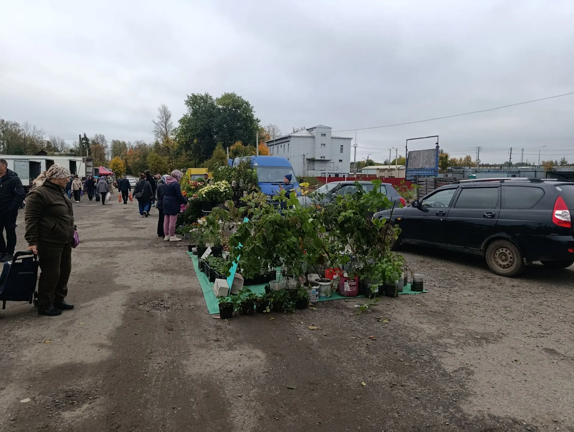 Рынок Валдай, очень много цветов и саженцев..