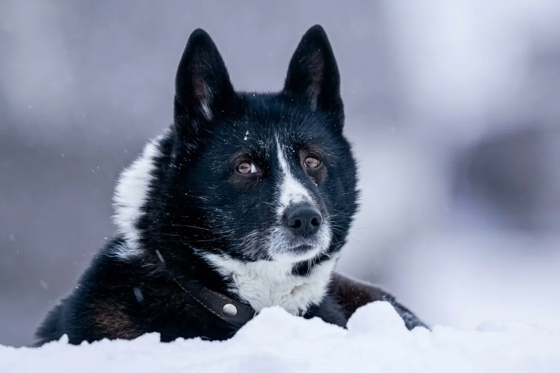 🐕 Собака-оператор снимает заключительные кадры для фильма о белых медведях, сообщает И...