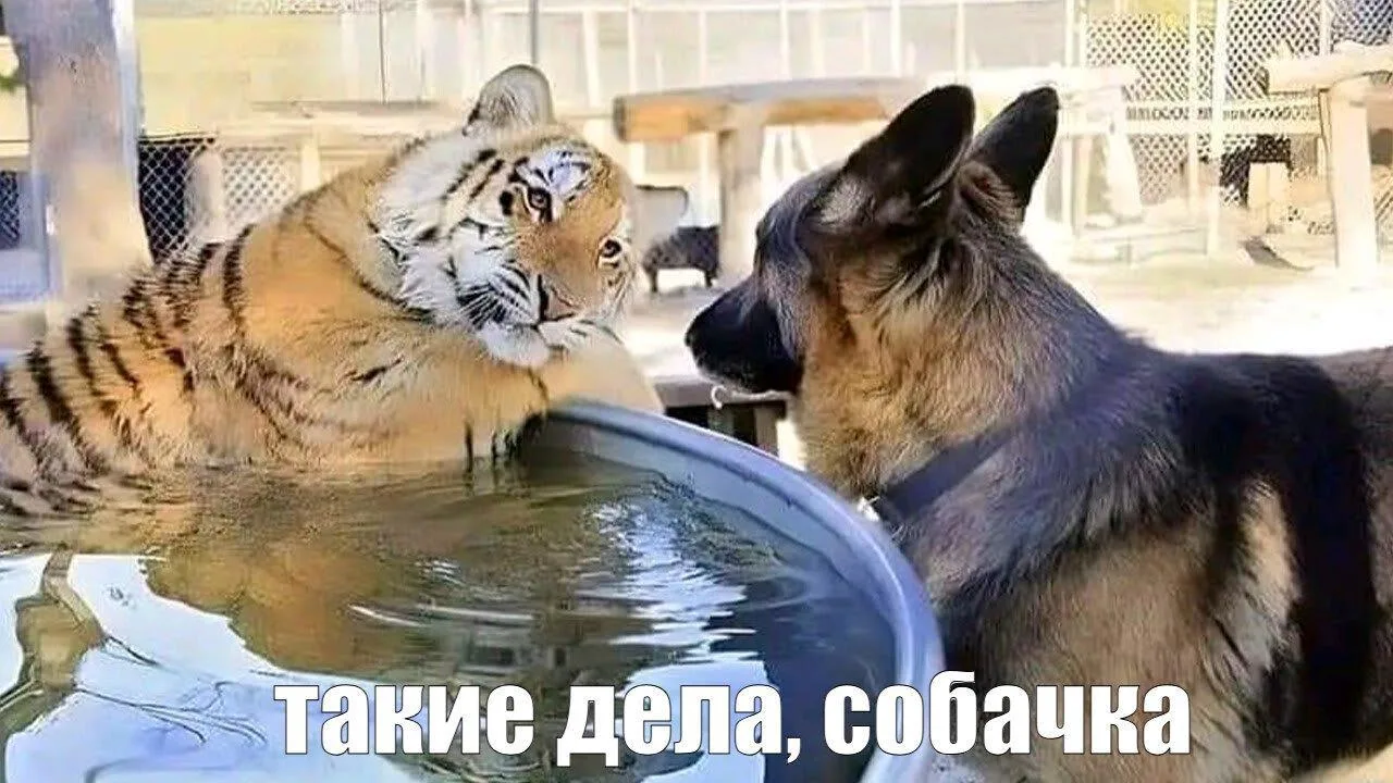 Сегодня нет гонки Формулы-1.
И через неделю не будет.
И через две недели не будет.