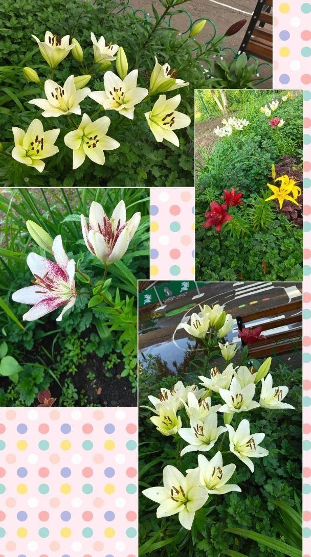 От природы к творчеству: объемные лилии! 🌸✨

Сегодня в подготовительной группе прошел волшебный «Де