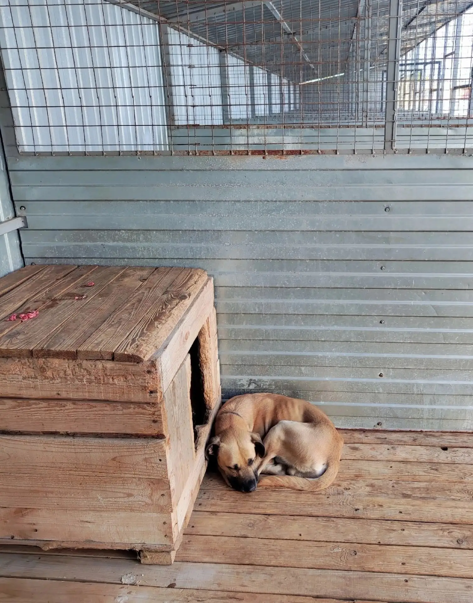 Молодой пёсик в муниципальном приюте. Лорд. Хороший парнишка. Может быть кому то приглянется? Грусти