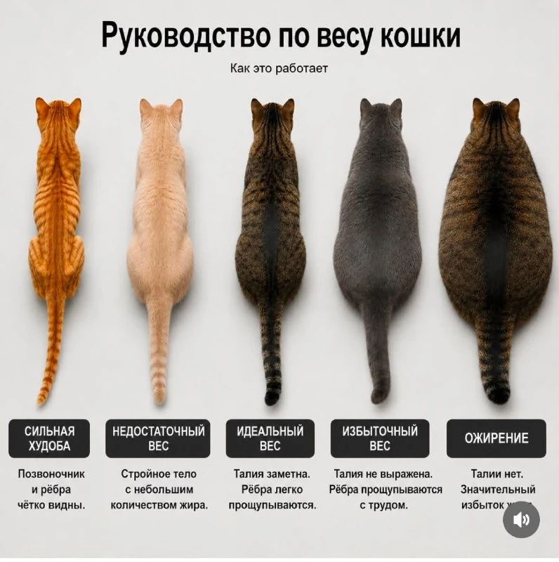Друзья, хотелось бы вас предупредить, что в интернете стремительно распространяется памятка с ложным