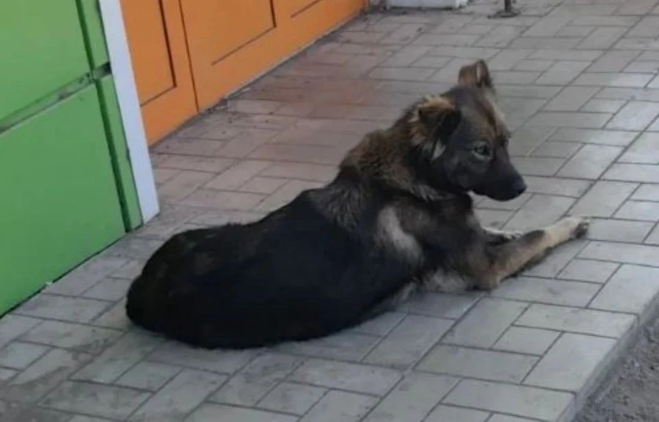 Помогите❗❗❗ пожалуйста   узнать место обитания этой собаки, появилась у магазина два ме...