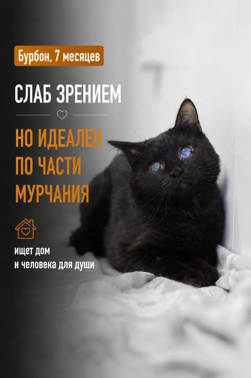 Знакомьтесь, это братья Кагор и Бурбон!