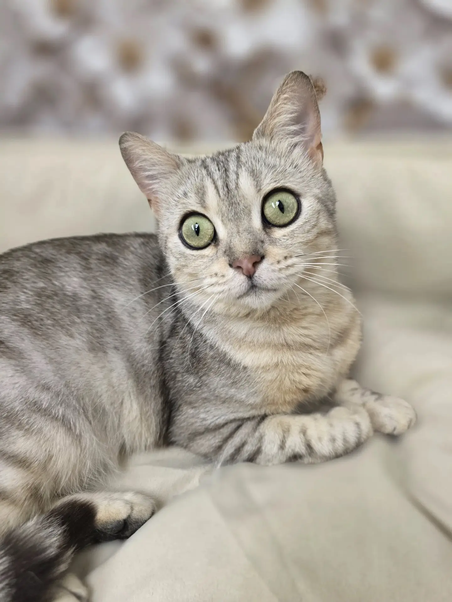 🐾В ПОИСКАХ ДОМА🐾