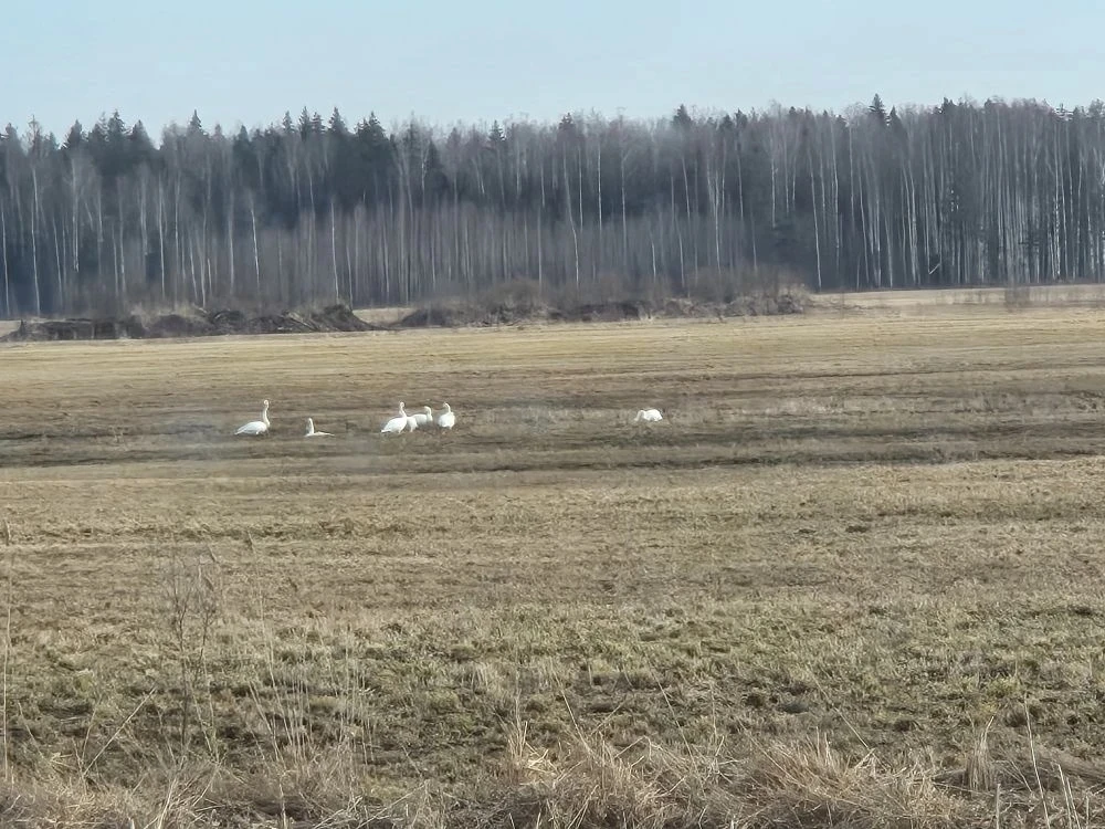 🦢 Весна, лебеди и неожиданная встреча