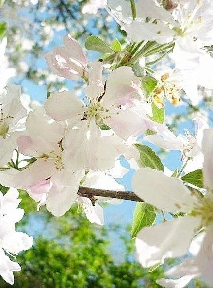 Сегодня светлый и радостный день, моей мамуле 80 лет☀️🌸😘