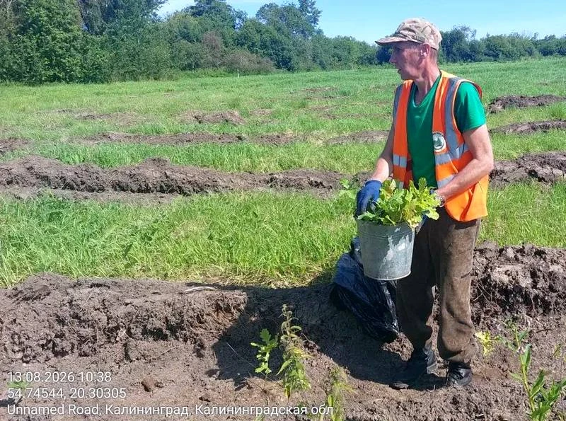 Дятлова отчиталась о планах по посадкам в Калининграде 🌳🌳