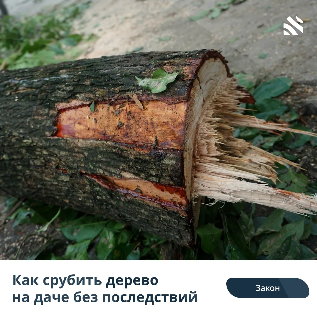 🧑‍⚖️Как срубить дерево на даче без последствий