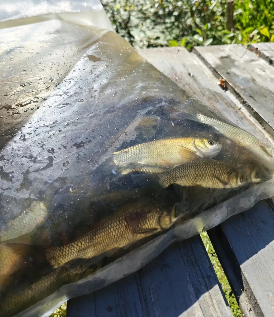 🐟 Подарок для усадебного пруда от Детского фонда
