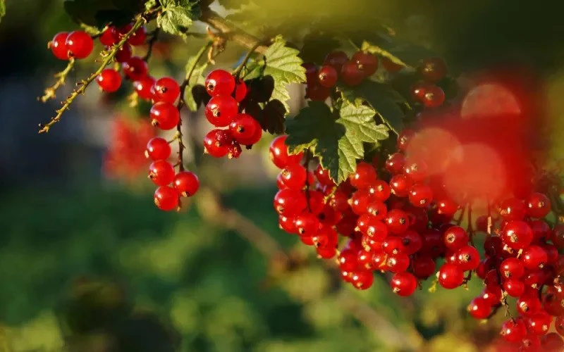 🍓 Ягоды собрали – и можно забыть про кусты до следующего года? А вот и нет!