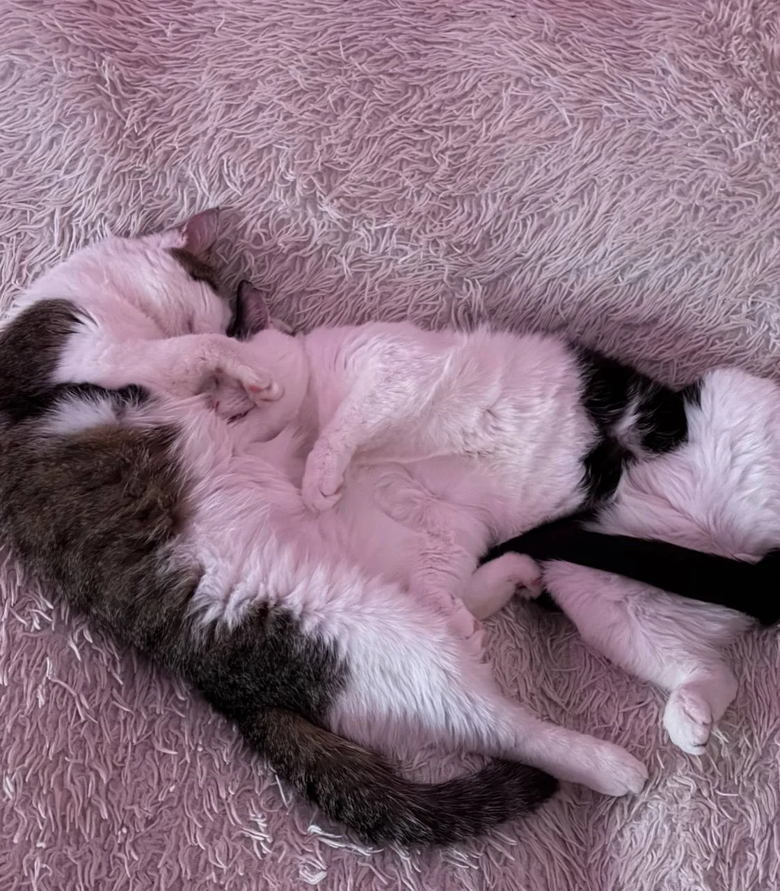 Вот такая милота 😍