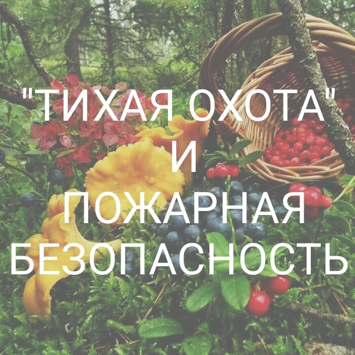 🍓🍄‍🟫🌲Лето — пора тихой охоты: в лесу пахнет хвоей, земляникой и приключениями. Мног...