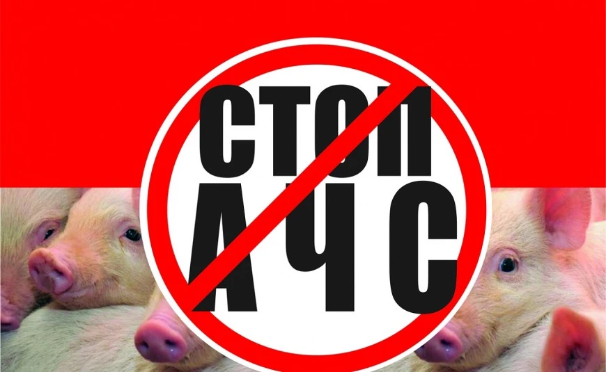 ⚠АЧС — особо опасная острозаразная вирусная болезнь, которая поражает диких и домашних свиней всех п