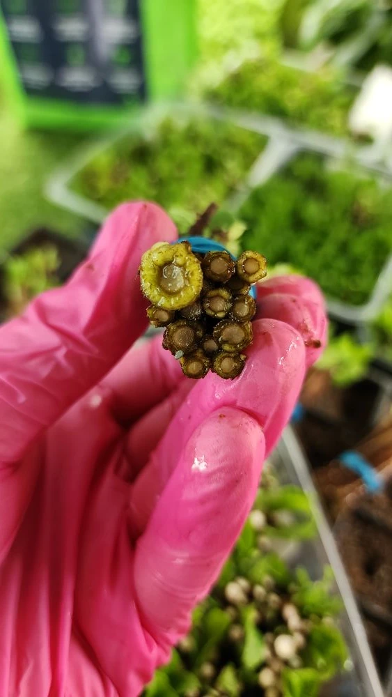 Ставим на укоренение в парник первый одревесневший черенок этого сезона 🌱  Черенки две недели предва