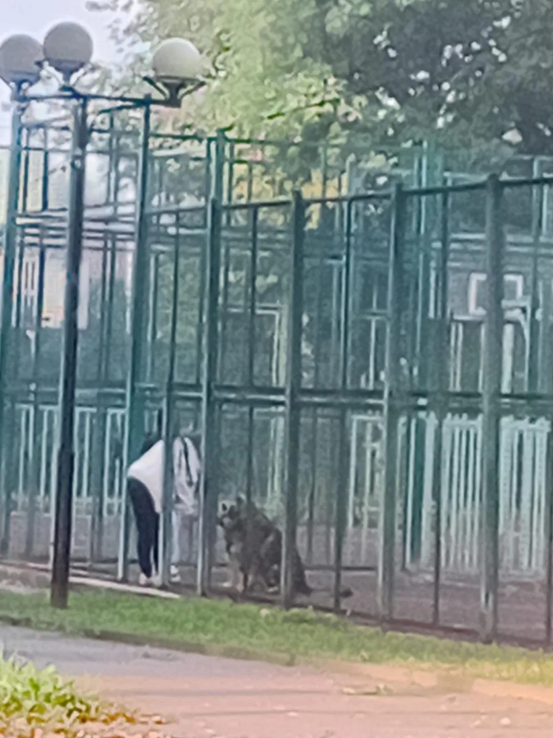 Каждое утро сабачники в 6 утра выгуливают своих питомцев на баскетбольной площадке, хот...