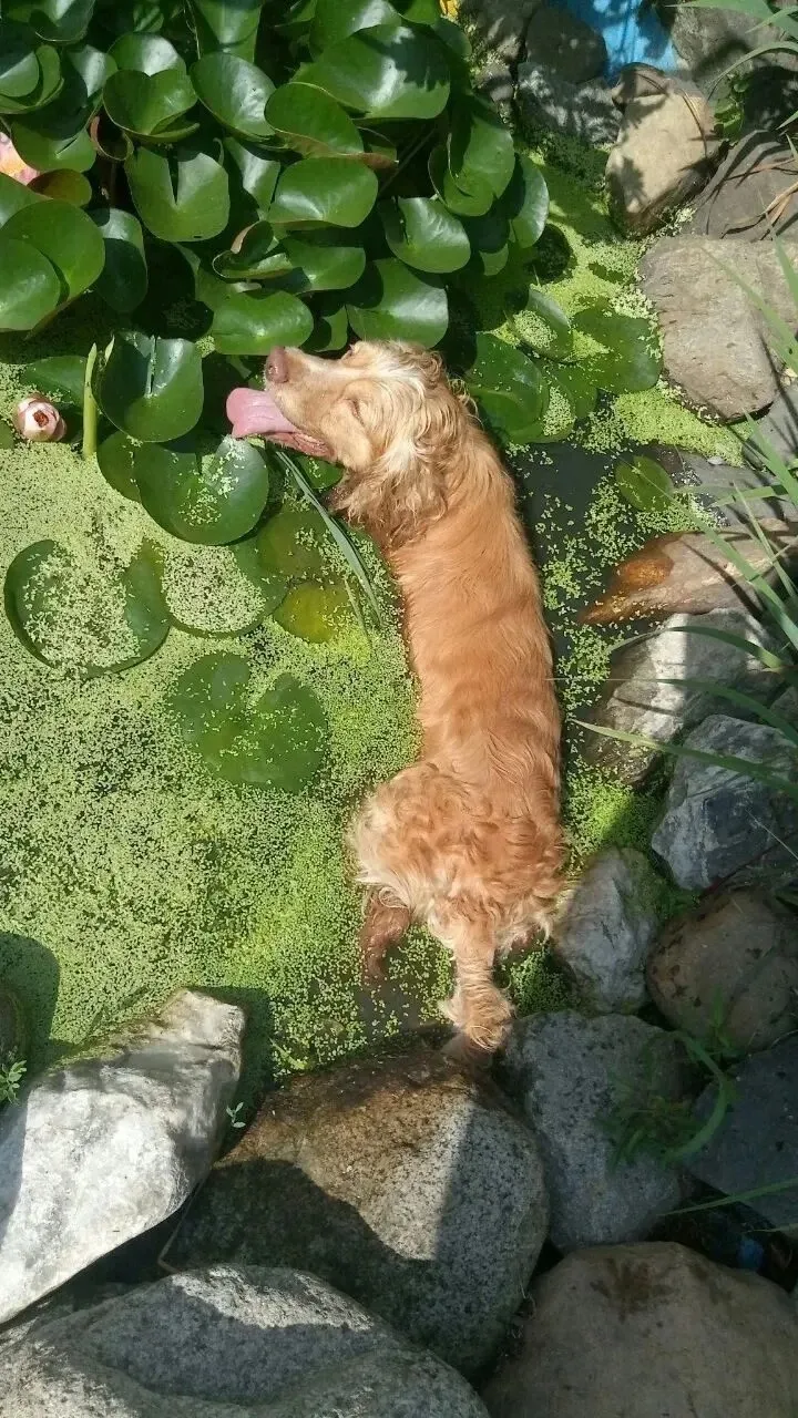 🐶 Привет, меня зовут Тед! 😎