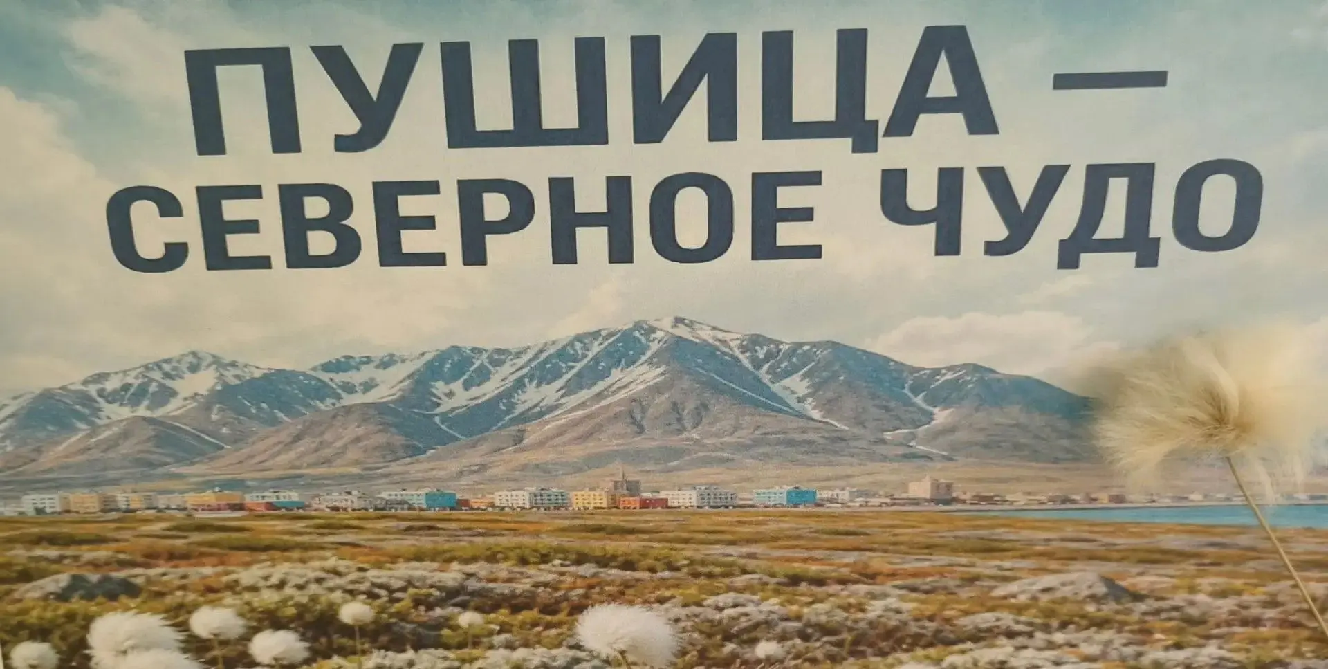 Пушица чукотская и наша тундра!