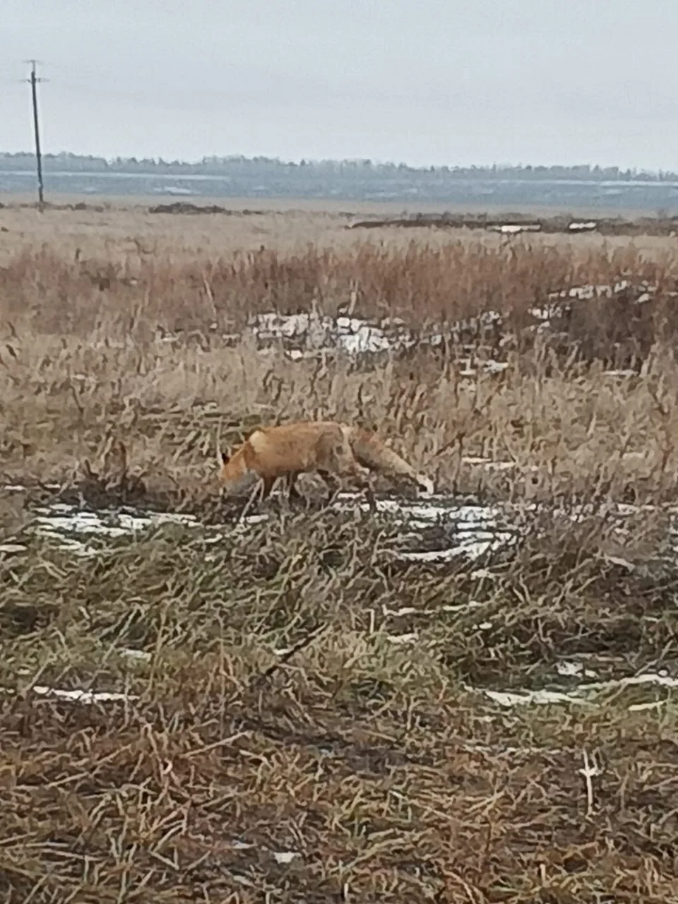 Саратовские охотники получат выплаты за 126 добытых в январе лисиц  🦊В январе этого года саратовские