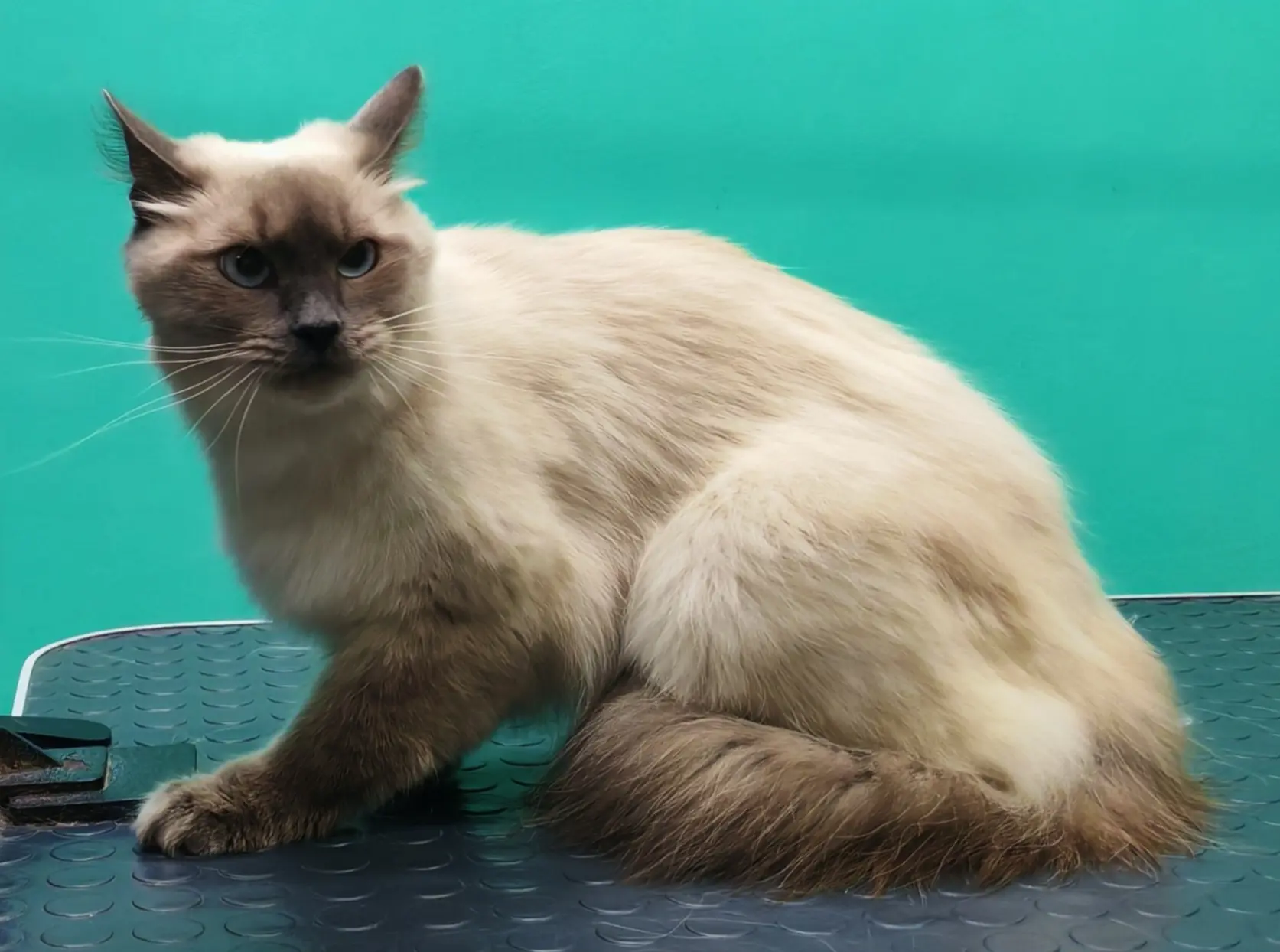 Кошечка-Соня 🐈первый комплекс для ласкушки💞