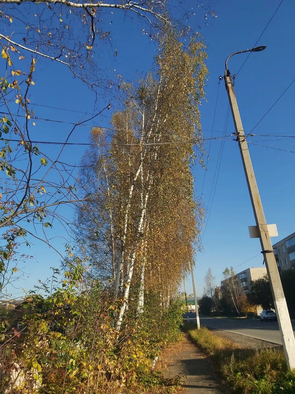 Кировград. Кировградская 50, берёзы скоро упадут