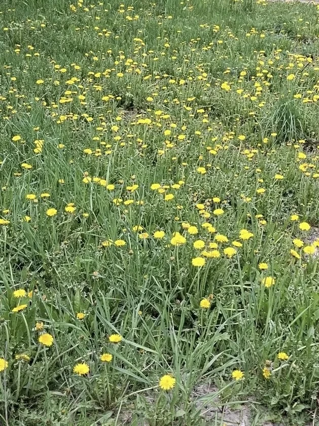🌼13 мая ежегодно отмечается Всемирный день одуванчика. Этот праздник посвящён одному и...