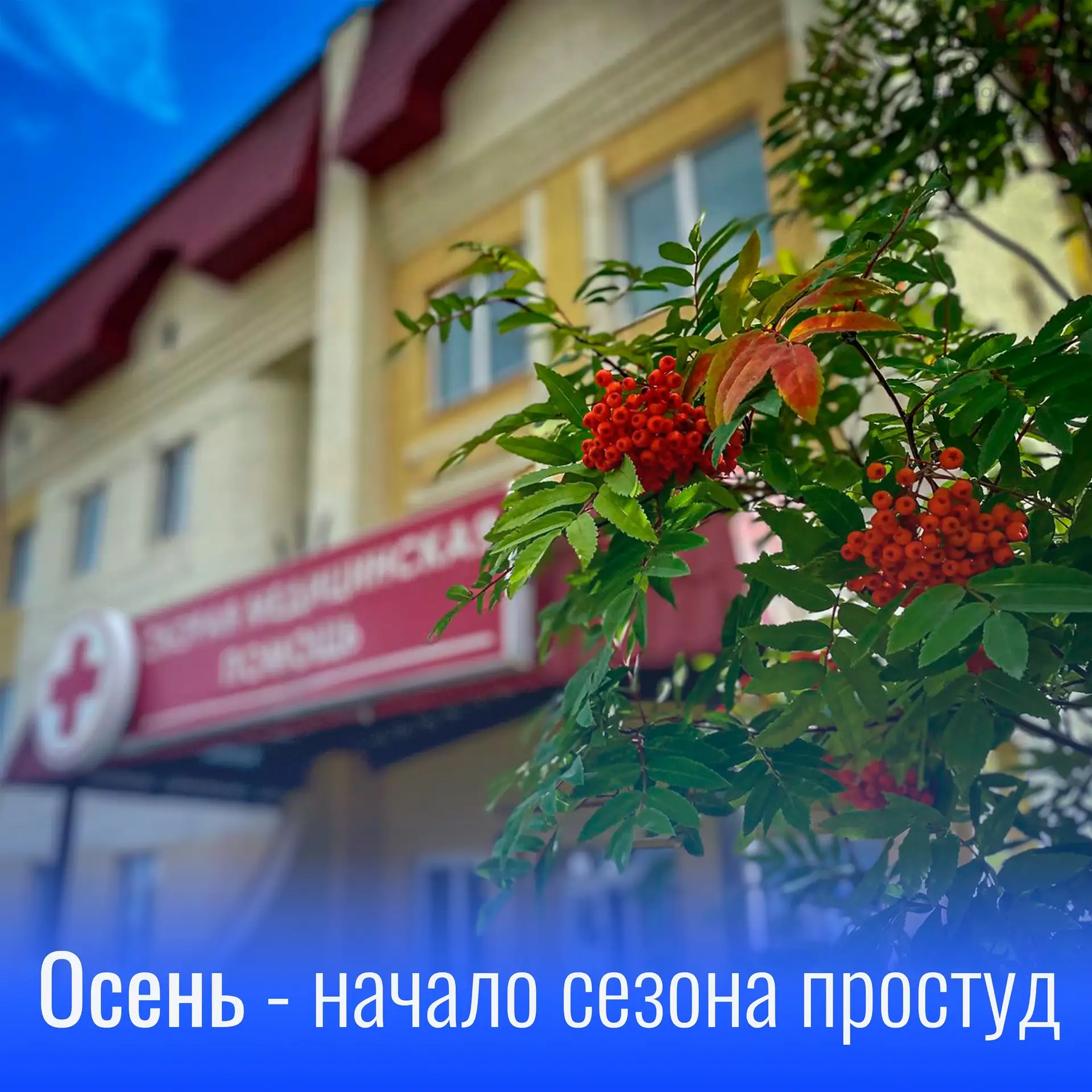🍂Вот и загорелись костры рябин