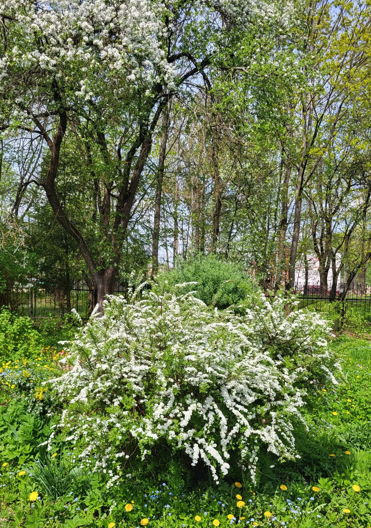 🌸☎️🌼 Флора онлайн: фонтан из облаков.