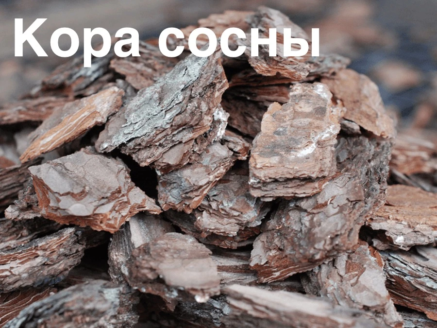‼️заказы на кору на
