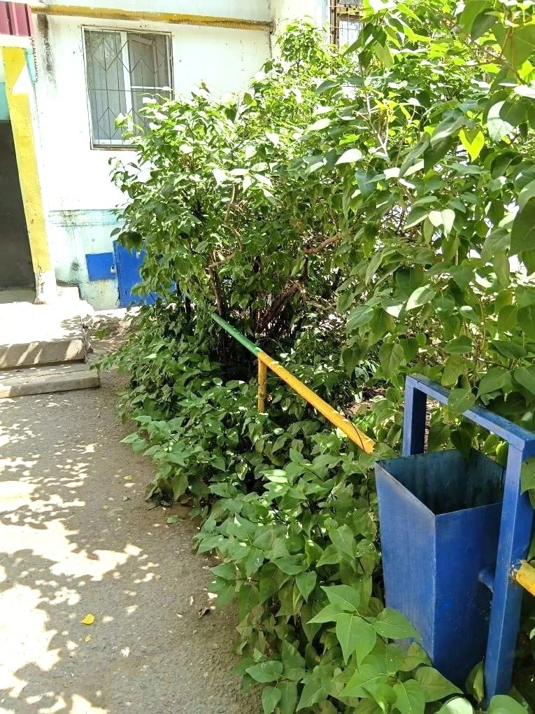 К новости «✂️ «Зеленый парикмахер» 🌳»
