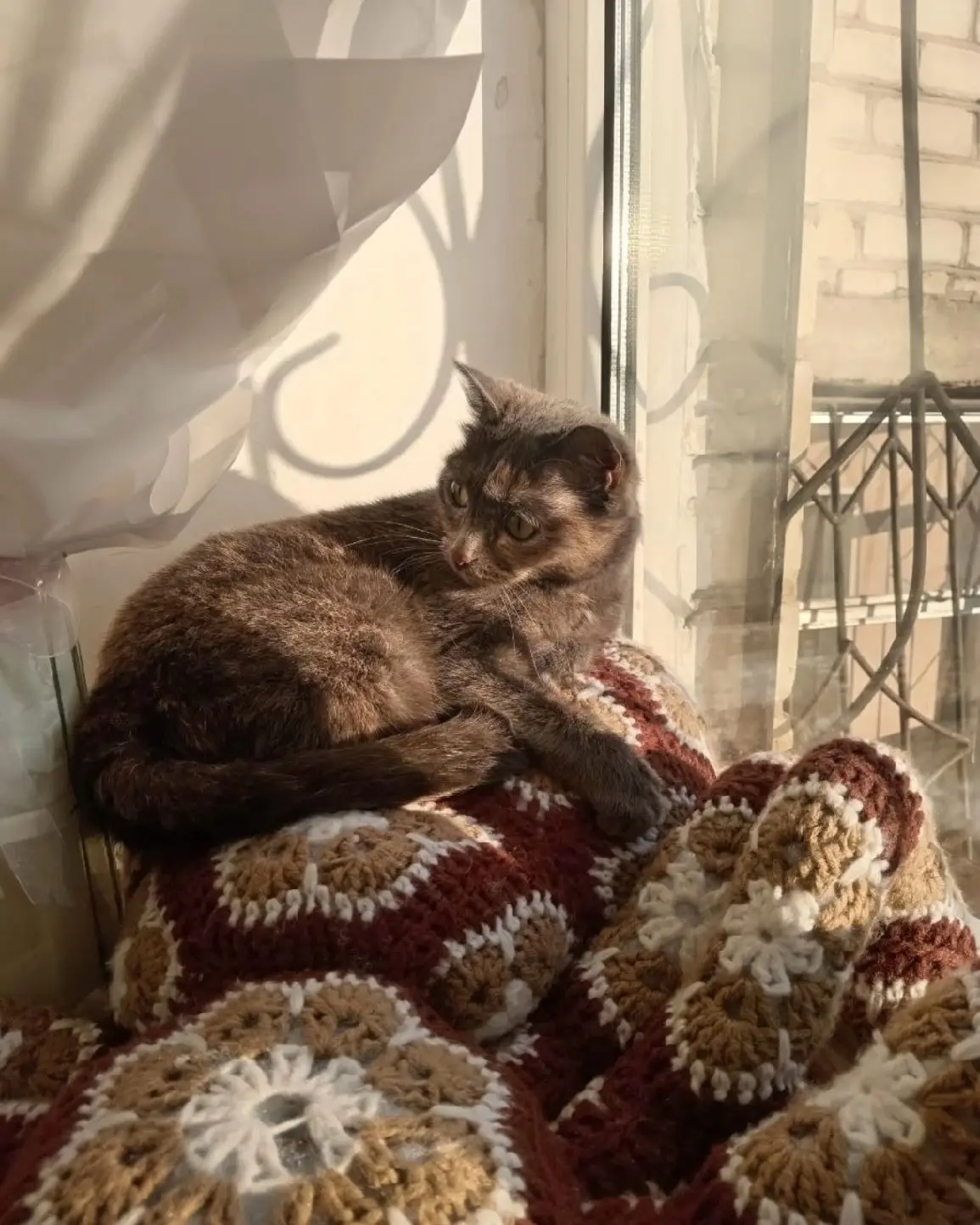 Выскочила из дома кошка, район ул. Красноярской, 31, миниатюрная, окрас серенький, с рыжими вкраплен