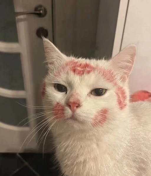 Кошатники — лучшие партнëры для отношений, уверены эксперты.
